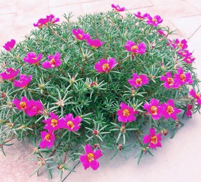 朱顶红|真正的花坚强，墙缝、地缝都能长，开花特别旺！