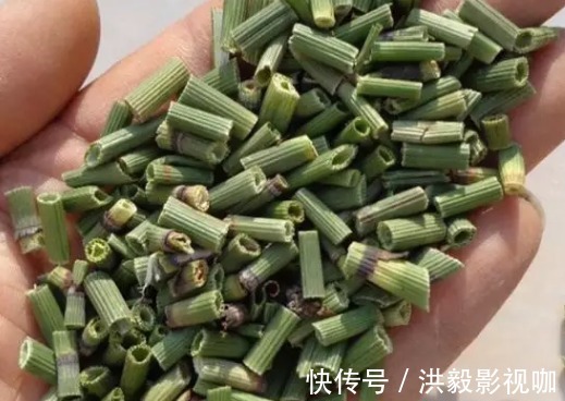 杂草|农村杂草被称为“节节草”,是可以治疗腰椎间盘突出症的珍贵草药