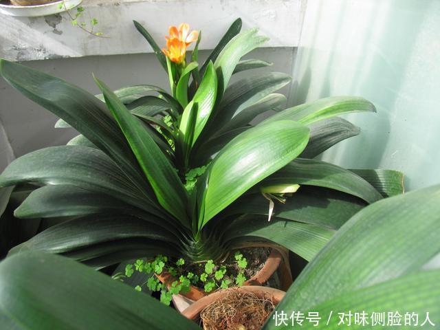 养分|张大爷养了8年的君子兰不开花，丢露台上虐一虐，乖乖冒花箭