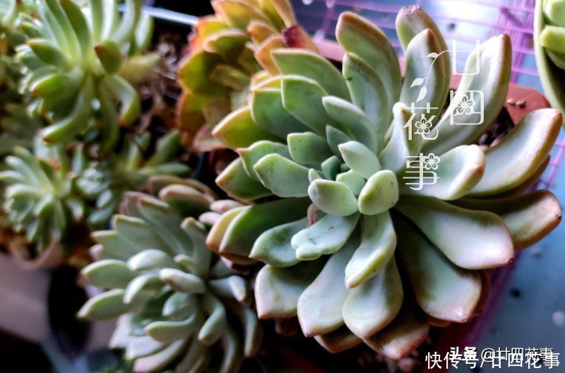 徒长|夏天养多肉，学会基础的“保命5招”，远比所谓“绝招”实在