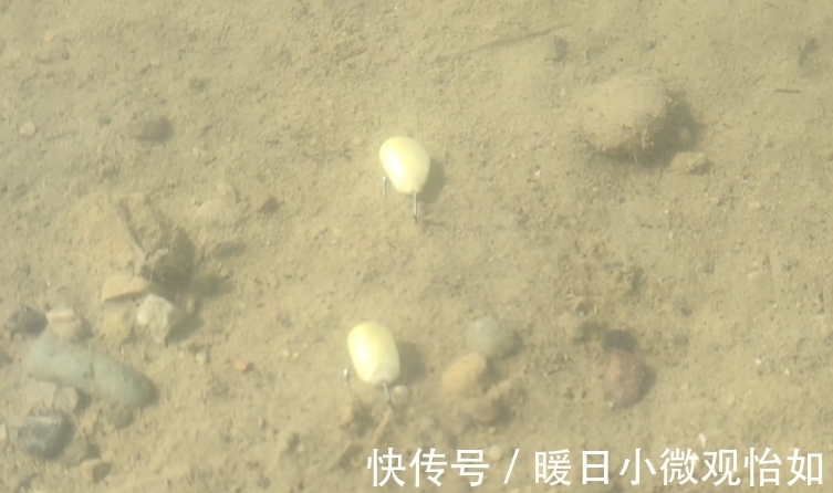 玉米|玉米霸屏,为啥我用这玩意从来就没钓到过鱼?最真实野钓经验分享