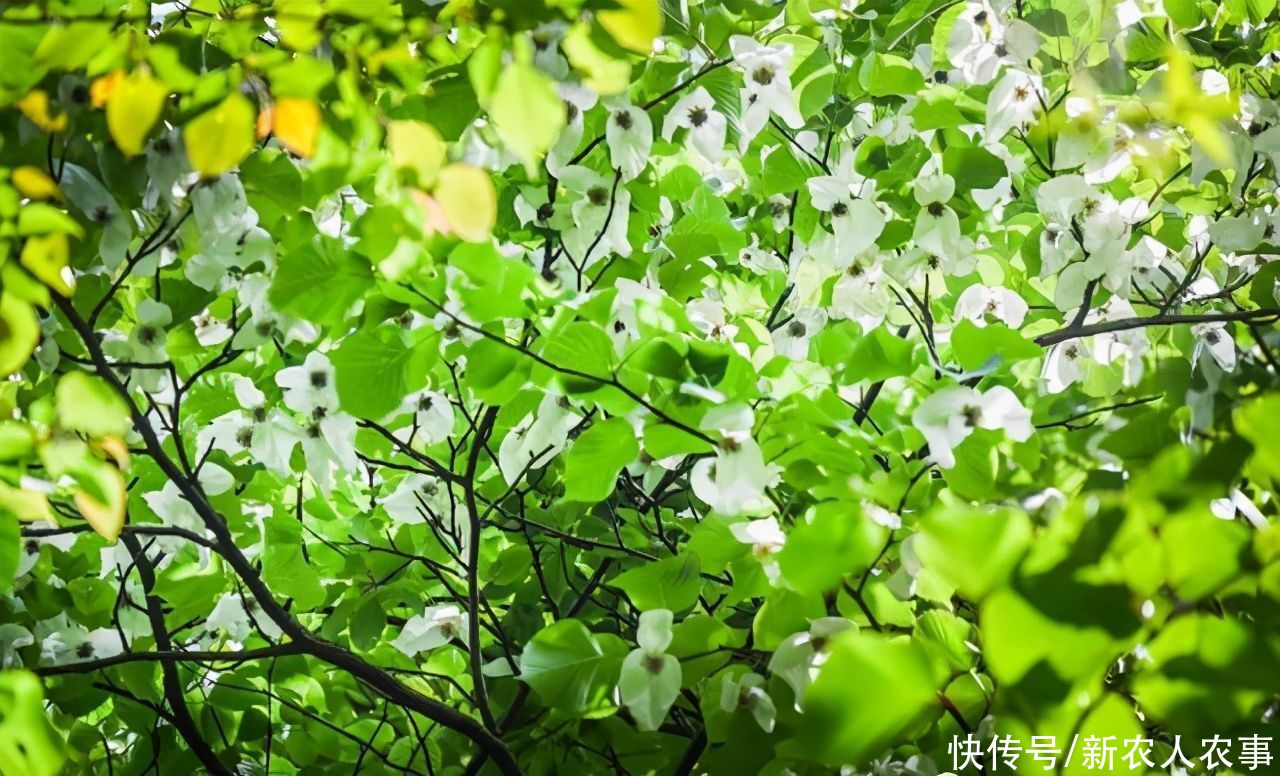 白鸽|“植物大熊猫”成片现身四川青川，花如白鸽，距今已有6000多年