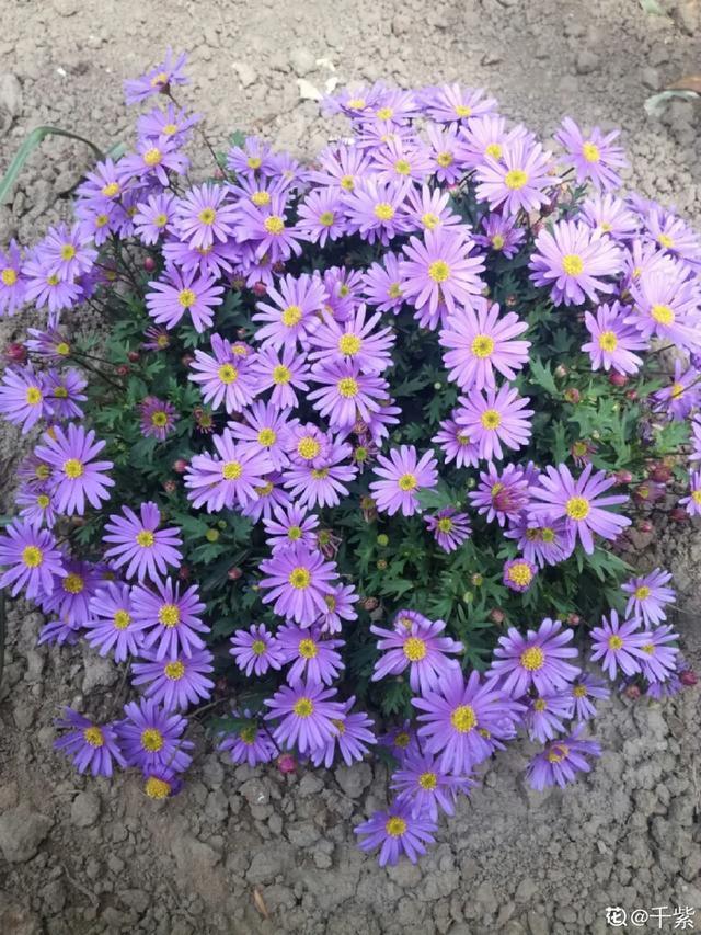 想要家里四季花开，这20种花，连续能开300天，完全不歇气
