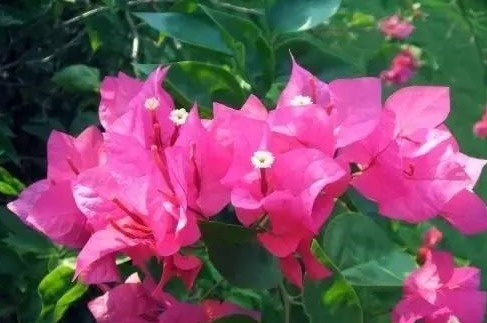 4种花，堪称“开花机器”，好养又漂亮，一年四季开花不断！