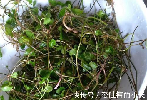 菜田里很常见,但请别当杂草除掉,价值十分的高,用来炖肉是一绝