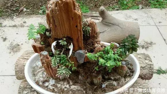 垃圾桶里一堆“贵货”花,丢人也要捡,带回家就开花