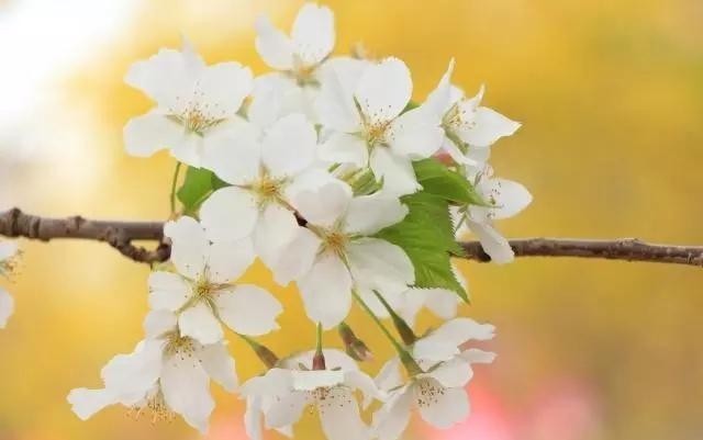 出自李斯篆|李斯8句经典语录,深刻有内涵,值得细细品读!