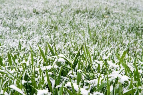  草坪|喝火令·預作雪中吟次和穎廬題草坪雪花圖