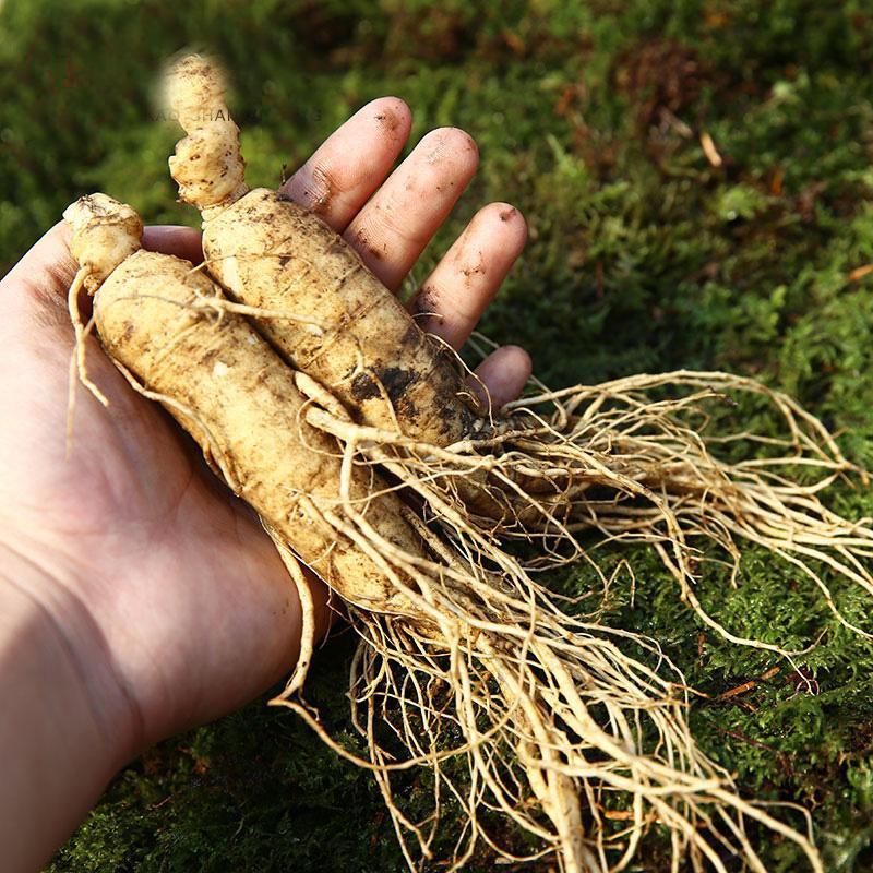 肺气|一个仅4味药的神奇配方，帮你把元气、肾气、脾气、肺气通通补足