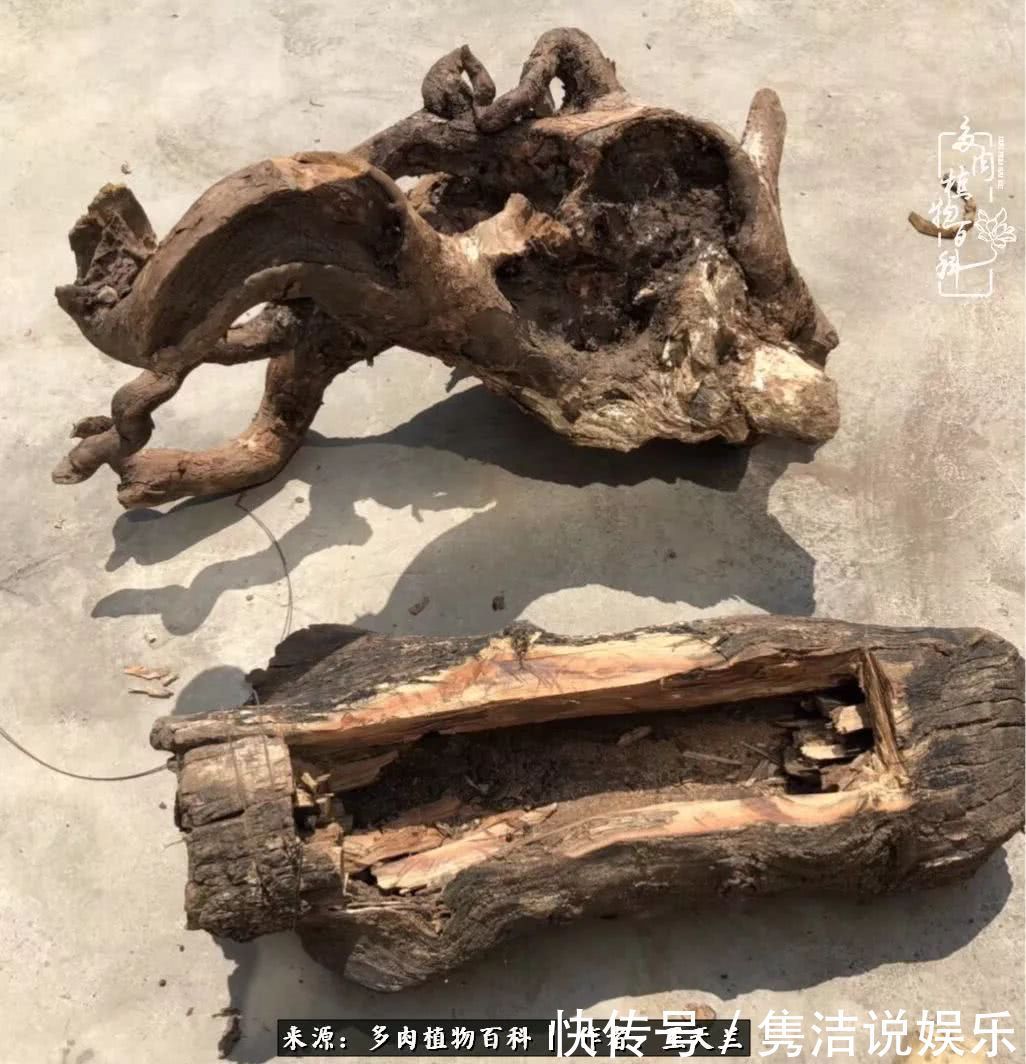 多肉遇上枯木木花盆,姑娘自己造!