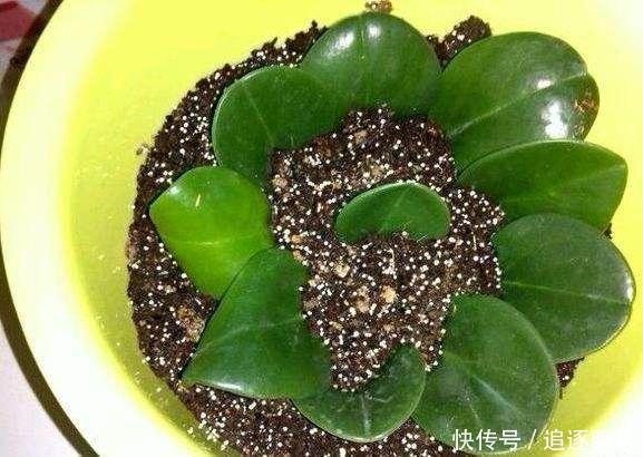 错过|养豆瓣绿不要错过,叶子都能长一棵,一次繁殖100盆,爆盆快