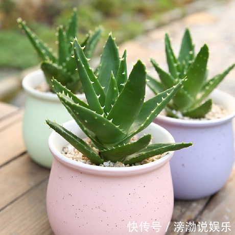 种花|适合新手养的4种花,打理简单、省事,关键还提高养花技术和能力