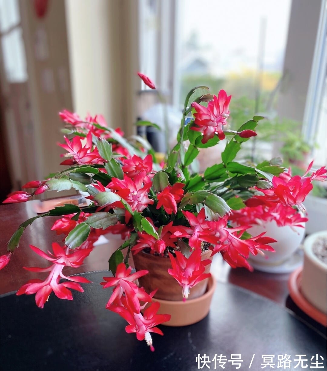 开花|蟹爪兰开败后,2件事别做错,否则想再开花,很难