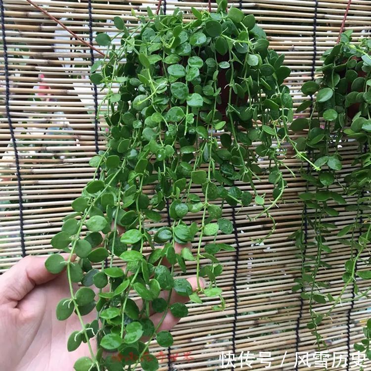 叶片|八种命里带“钱”的植物,家里养一盆,招财又旺运,你家养了几种