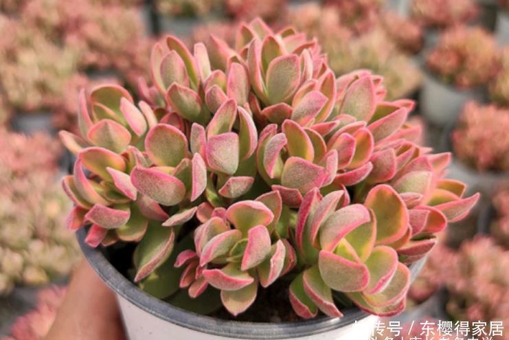 朝霞锦|如朝霞一般漂亮的多肉——朝霞锦,据说它还是传说中的摇钱树出锦