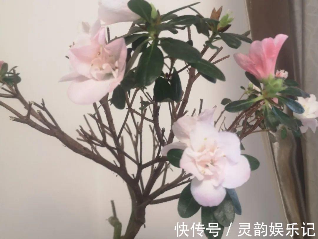 6种花一天不浇水，叶子就耷拉，缺水3天就死翘！