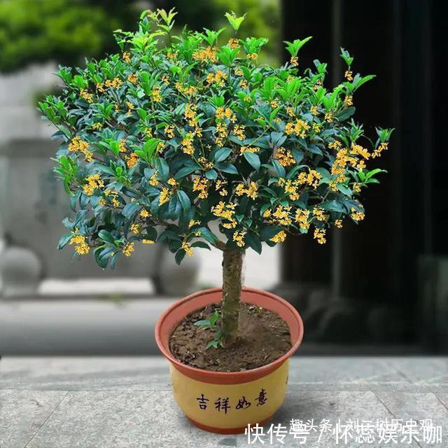 桂花树|“四树进宅，镇宅旺财”，这4种吉祥植物家里一定要有一盆