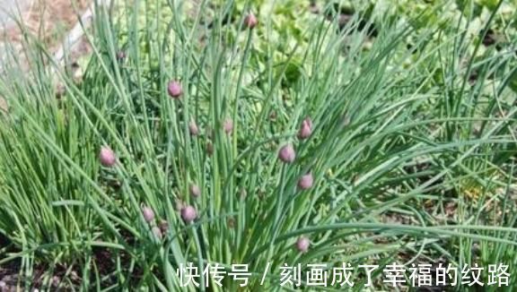 肠风热毒|农村遍地生长的十大野菜，浑身都是宝，降三高防癌，城里人抢着吃