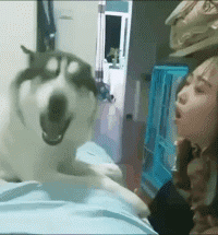 |搞笑GIF:我就在旁边静静地看着,这都是惹谁了?