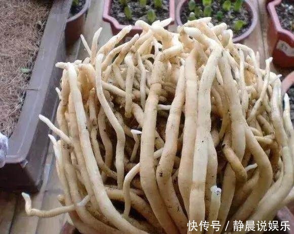 他养花10年,一盆君子兰养了4年,满盆都是“肉虫子”,秘诀有3个