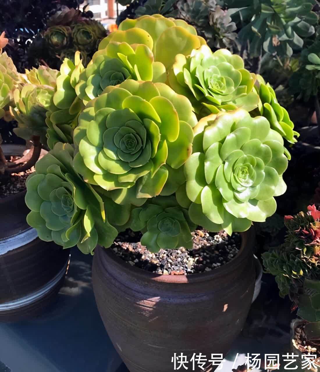 莲花掌属的多肉,好看又好养,入股不亏