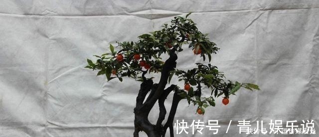 花儿|盆景分“大小”,这6种盆景越“小”越值钱,有果子价值翻倍!