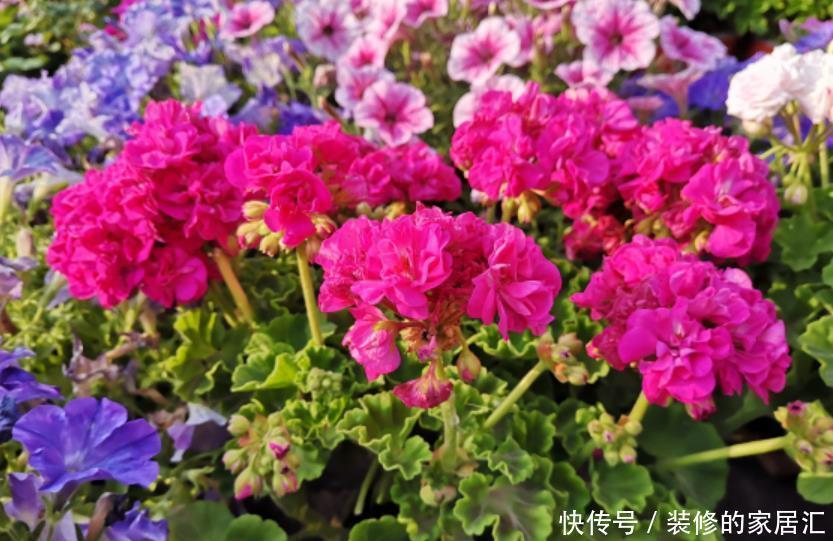 扶桑花|5种晒不死的花，一年四季都开花，不养它们别说你喜欢养花