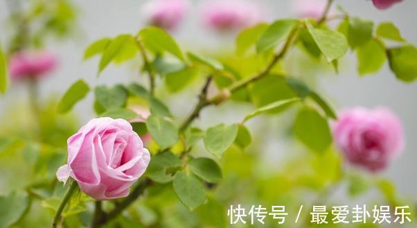 漳红樱|拜拜了月季！养了四年月季，这个秋天果断换坑，希望没有换错