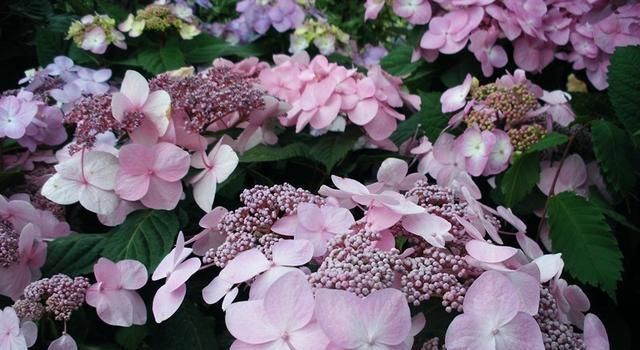 绣球花|托尼老师教您修剪绣球花,记住简单两点,拿剪刀的手再也不抖啦