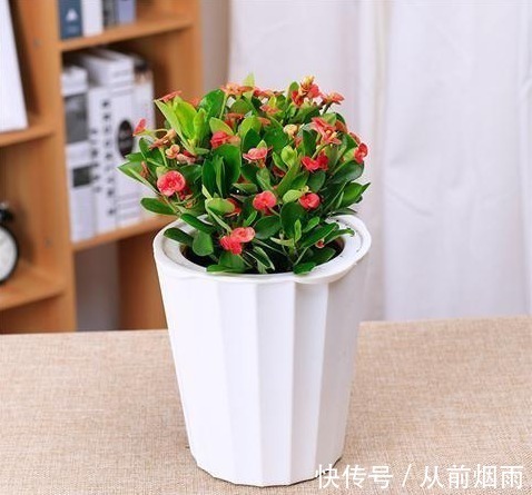 浇水|开花不断的5种花卉,赏花又闻香,花期超长,漂亮又好养!