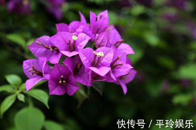 三角梅服盆之后的养护,做好几点,新芽蹭蹭长,花开爆盆