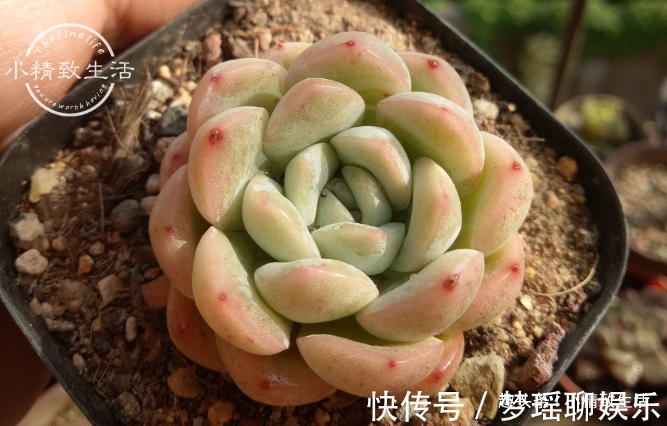 多肉一直不服盆，教你7个小方法，可快速发根，安全有效