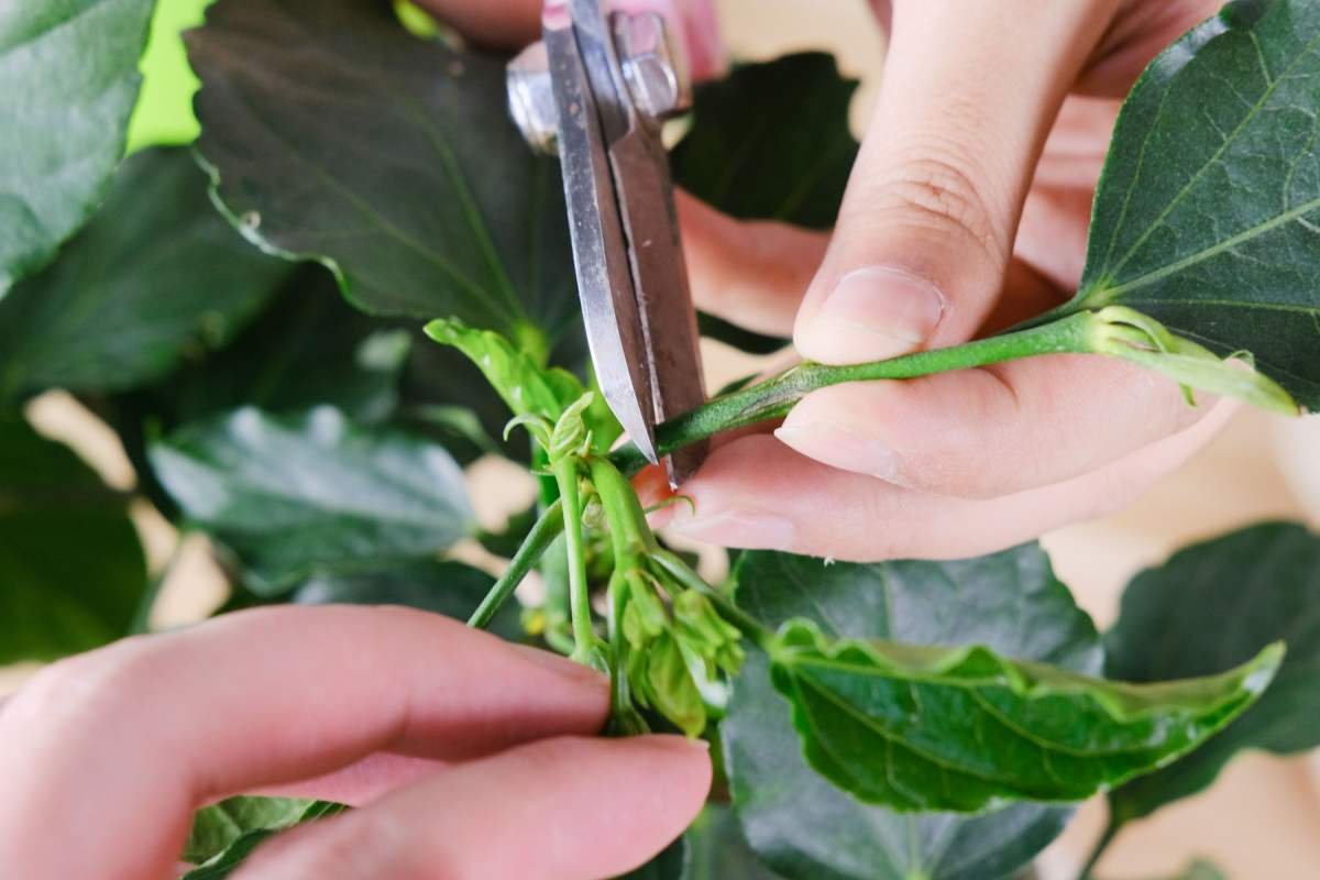  家里植物开花少？非常实用的催花小方法，轻轻松松花开满盆