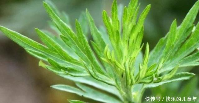 野菜没用处?这种“野草”或可治疗“蛇毒”,建议:别傻傻扔掉