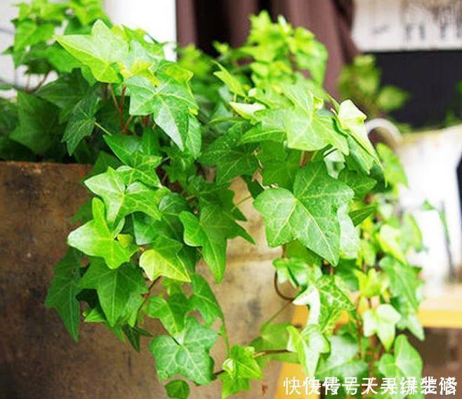 虎皮兰|3种花,最适合养卧室,释放氧气助睡眠,一觉睡到天亮