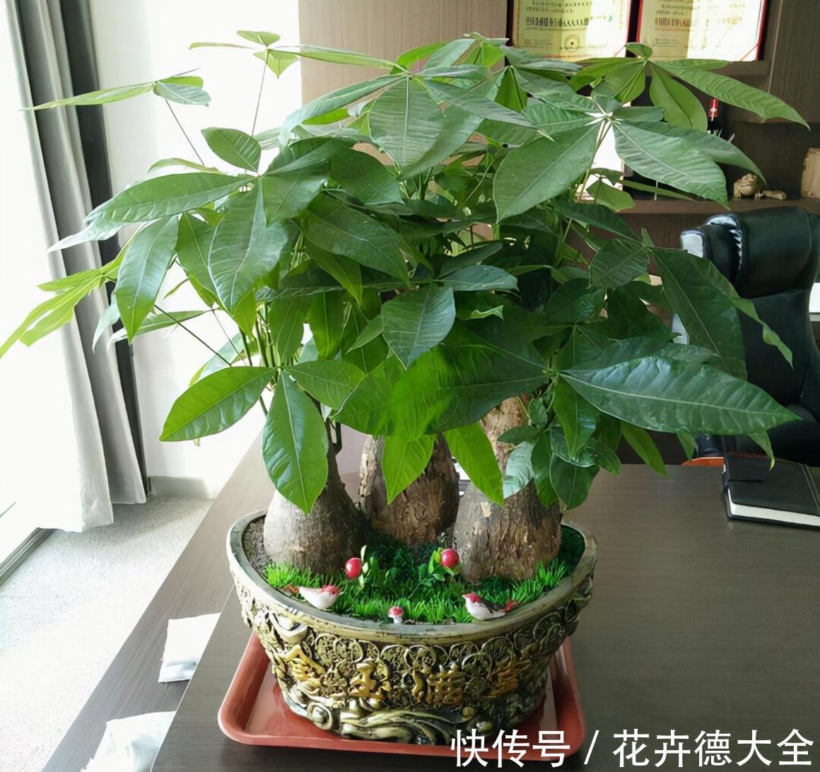 7种“转运花”,家里养一盆,漂亮又吉利,还有好运气