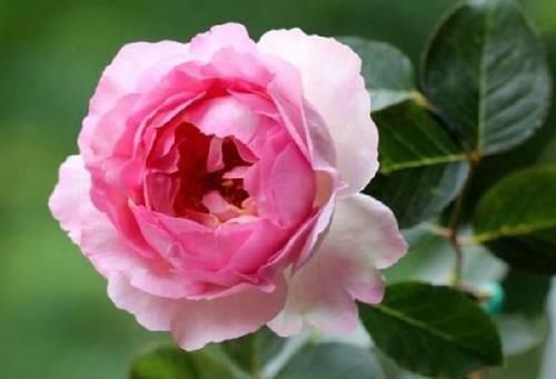 光照|谁见了都喜欢的4种花,好养又漂亮,四季开花,阳台变“花海”!