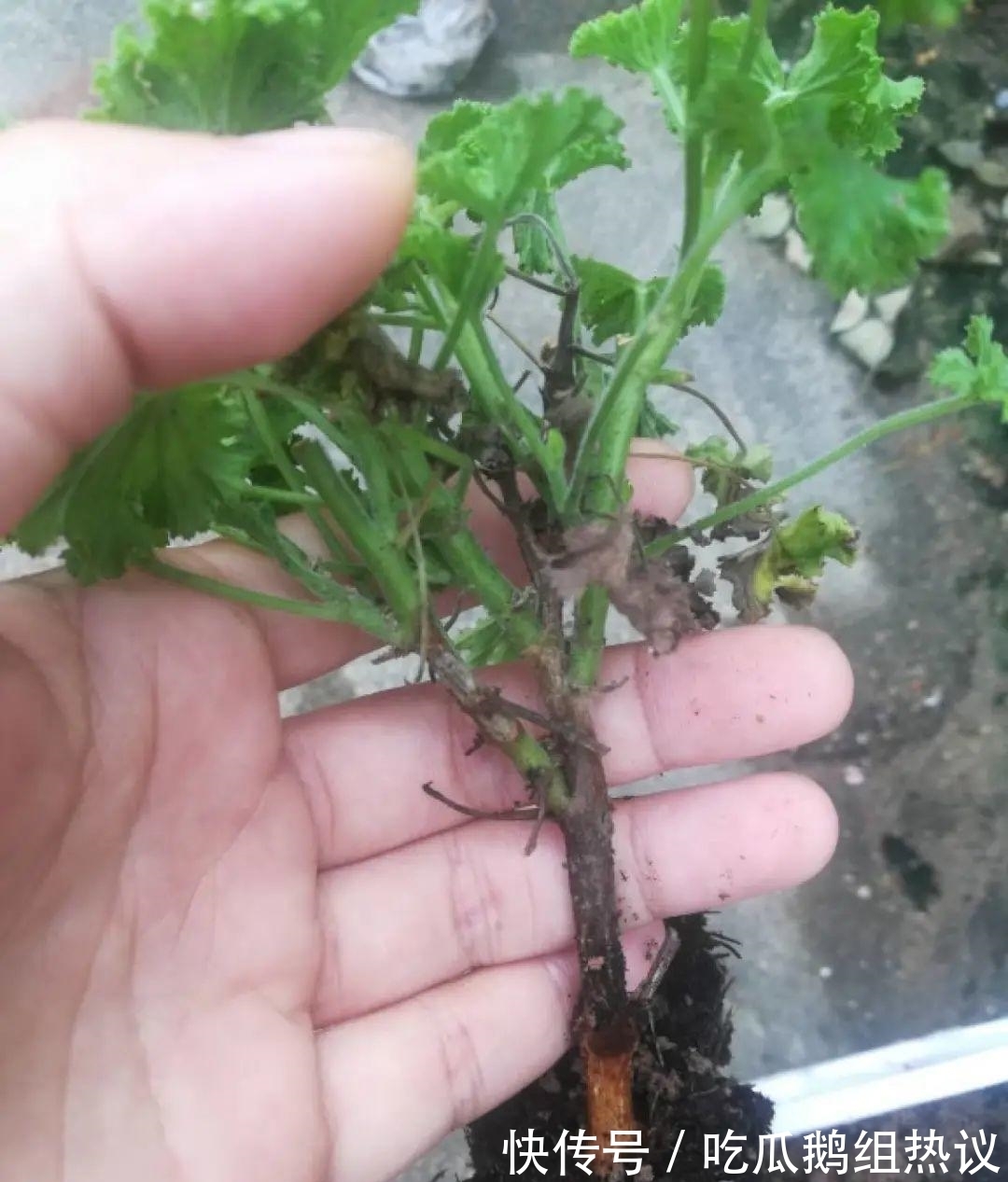 种花|9种花,夏天休眠了,一定少浇水,否则越浇越死