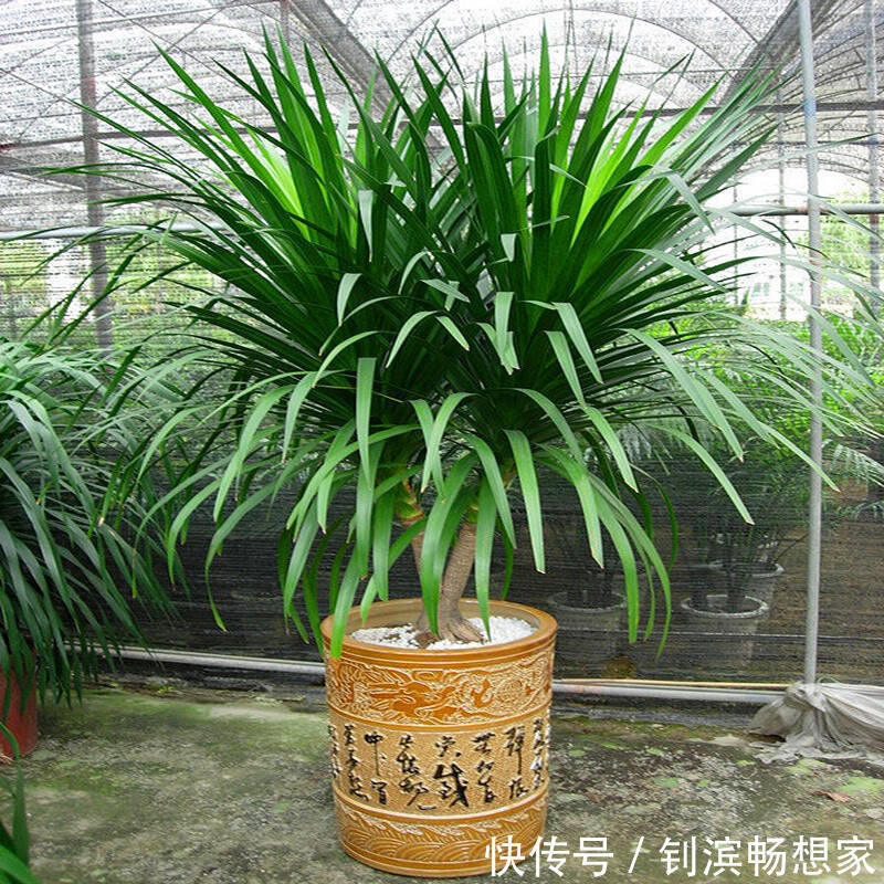 5种“丑花”，寓意却大，富贵又威武，再丑也要养一盆