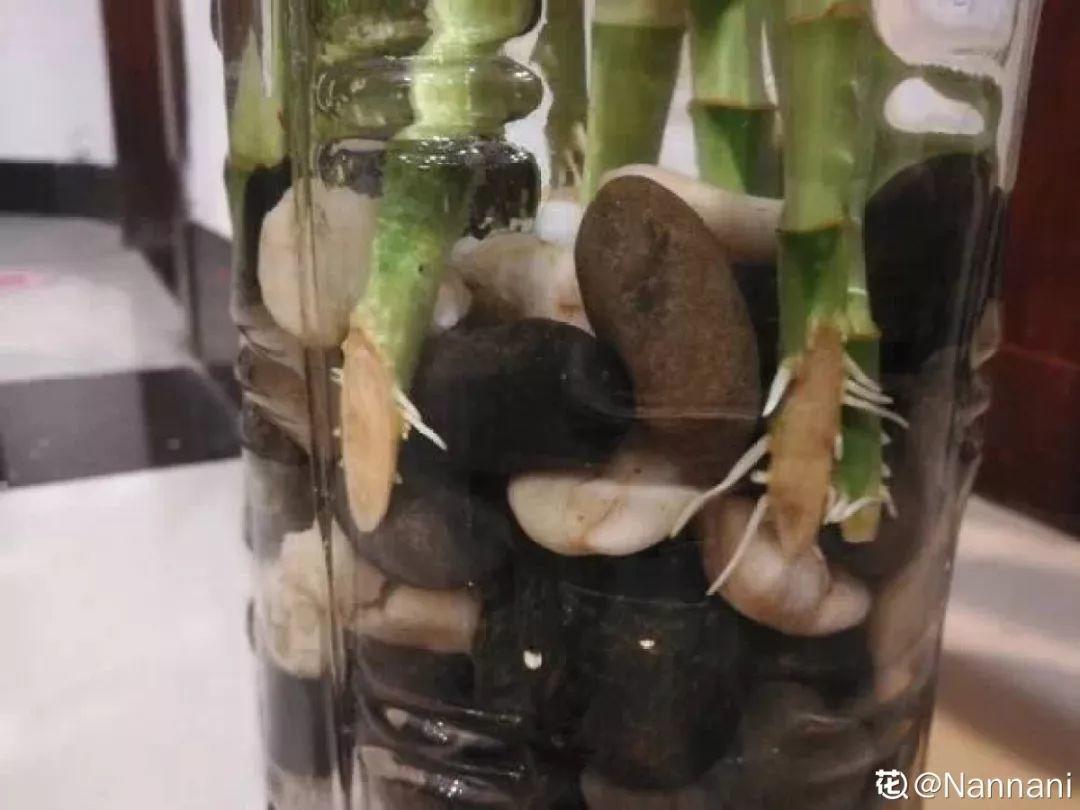 养花的3个坏习惯，赶紧戒掉，不然再好养的花都得挂！