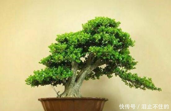 盆景十大名贵树种,你认识几种!