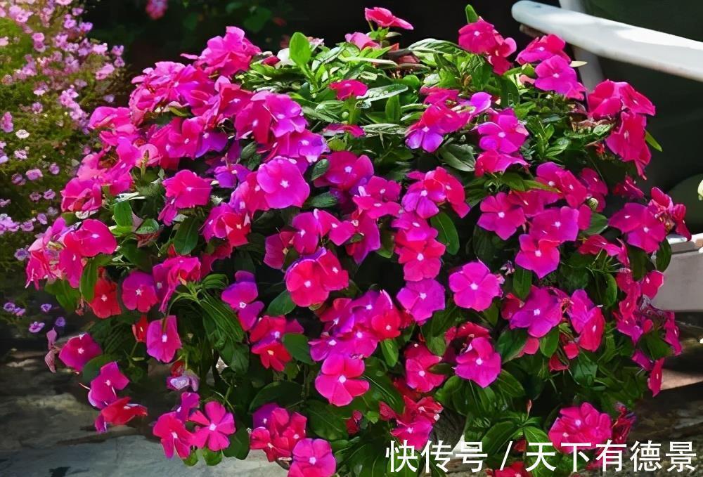 养花|新手养花,有这3款足矣,皮实好养省心,多季节有花赏
