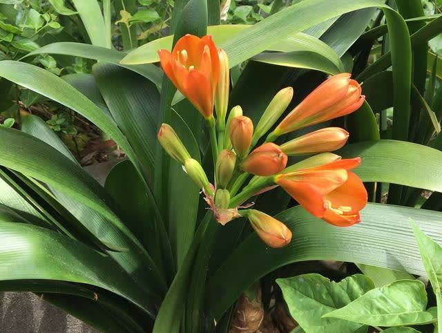 君子兰|发现5种“寿星花”,适合老人养,寓意好、颜值高,越养越值钱