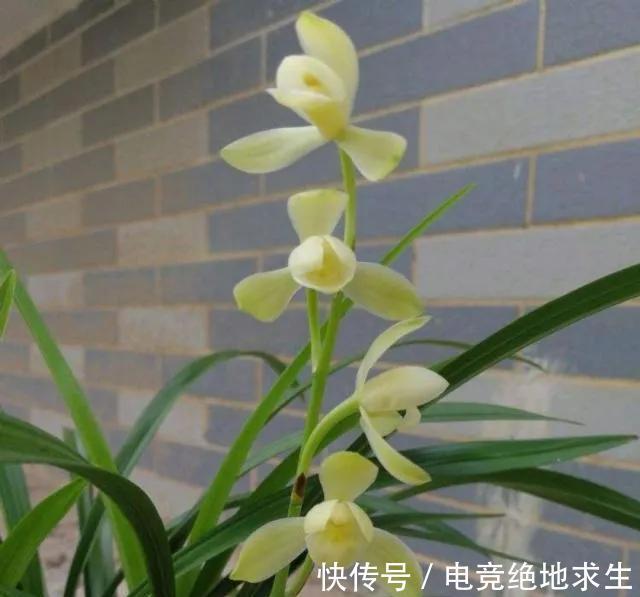 建兰要想美美开花,用对磷酸二氢钾