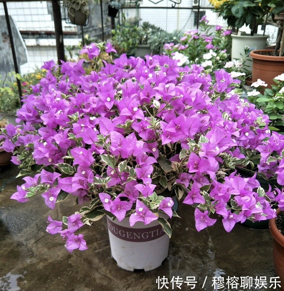 植株|9月中旬，养三角梅，最后“一波”花期，扣水再回水，枝头都是花