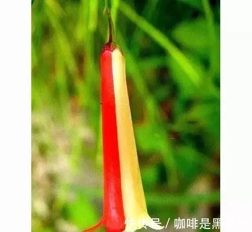 奇花|奇花、奇花、奇花、罕见奇花，赶快打开欣赏吧