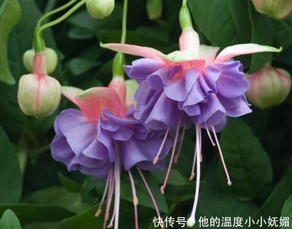 “3种花”看一眼就难忘，楚楚动人，比牡丹更漂亮，你喜欢吗