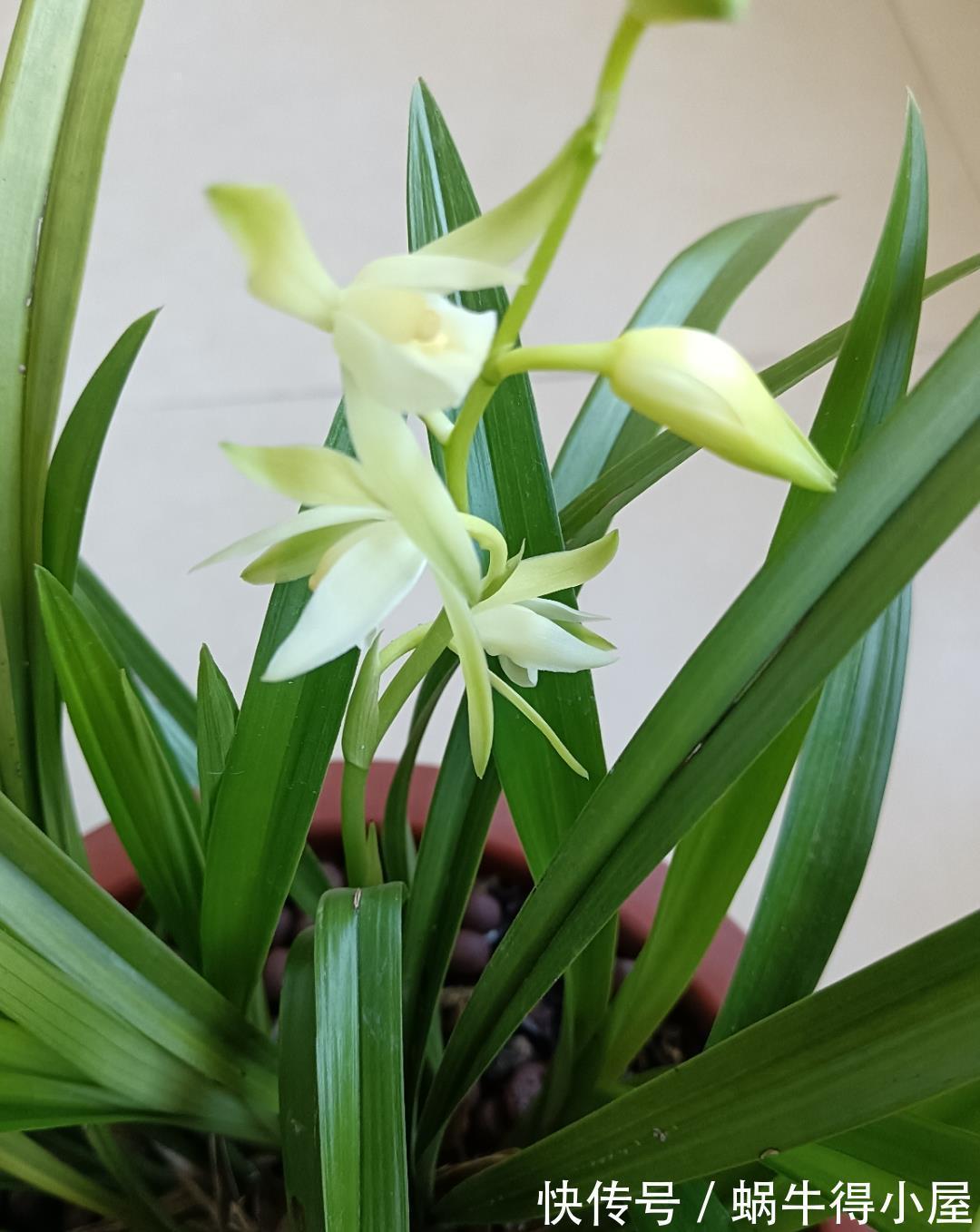 焕发|兰花难发新芽，注意“三害一控”，焕发根系活力，荷瓣逾百兰香浓