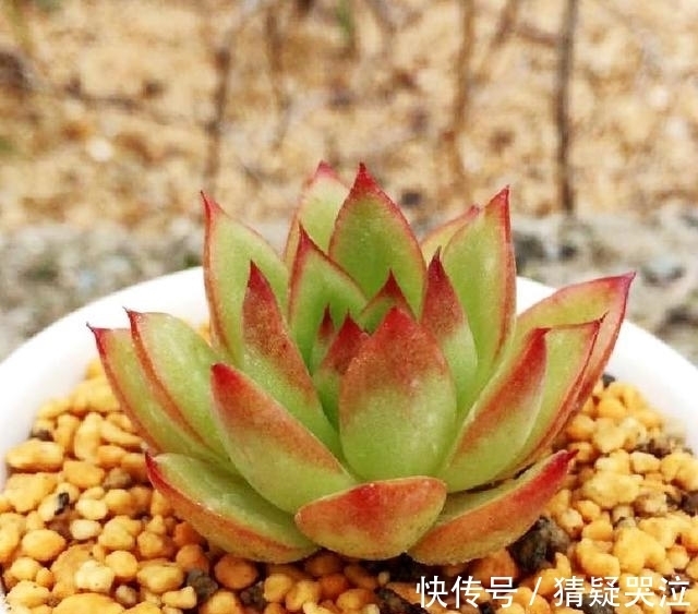 喜欢养多肉得选漂亮好养的,这12款东云系,唯美霸气度夏容易