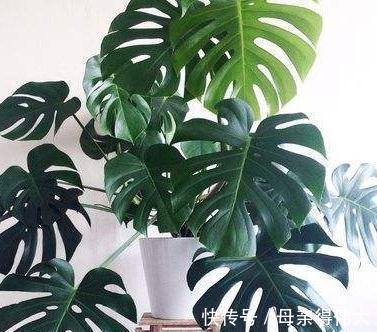 养龟背竹记住4点，开背早、不徒长，叶子一个比一个大